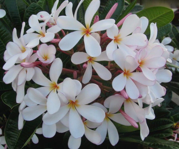 DWARF PLUMERIA 3 TIPS FULLY ROOTED IN POT.  STAYS SMALL AND PETITE.