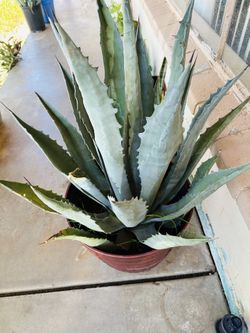 BIG BLUE AGAVE PLANT READY FOR TRASPLANTER MAGUEY PLANTA GRANDE 