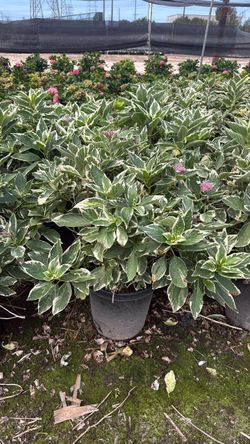 Hydrangea silverlace 15g