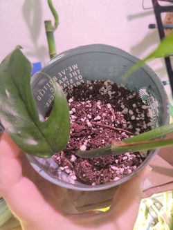 Rooted Pothos Plants in Premium Handmixed Dirt (Price for One)