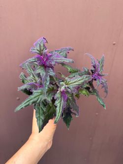 4” purple passion plant