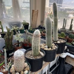 Silver Cactus 🌵 Different Prices 