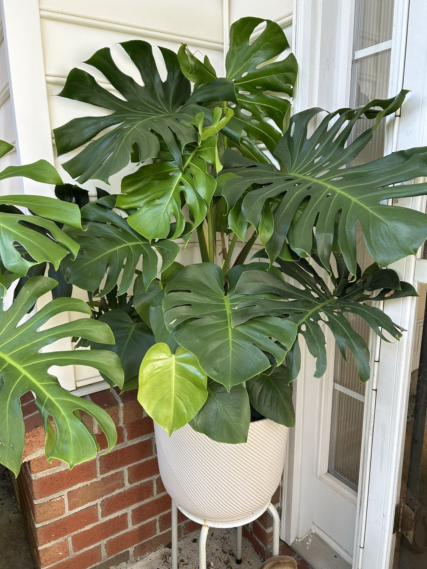 Monstera Deliciosa Plant