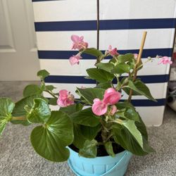 begonia blooming