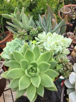 Succulents arrangement 6”