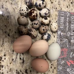 Quail and Chicken Eggs. 