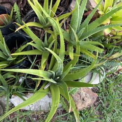 Aloe Plants 