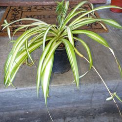Spider Plant 