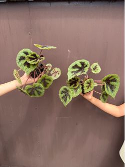 4” xl begonia iron cross ( price is for each )