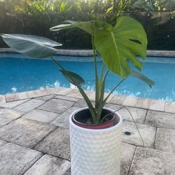 Monstera w/ Ceramic Pot