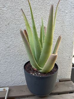 Aloe vera plant/Savila