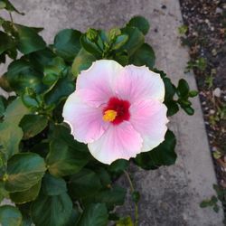 Hibiscus 🌺 Plant 