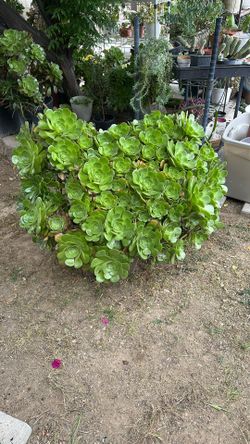 Big Aeonium Plant