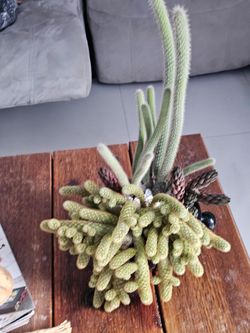 Cactus natural