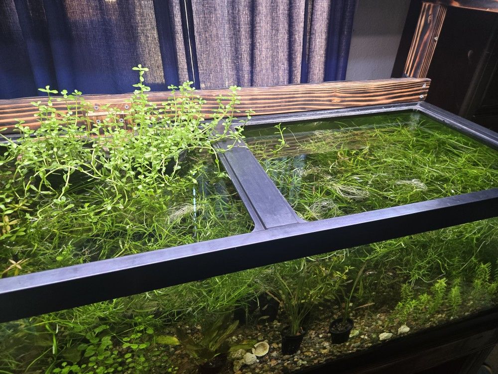Aquariums And Live Plants
