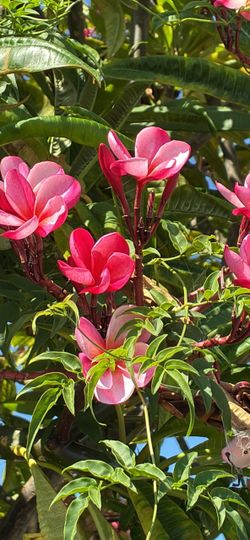 Still available Cutting of Pink plumeria