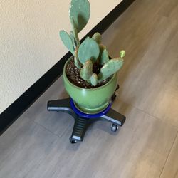 Cactus Plant.  5 Yrs Old.  $35