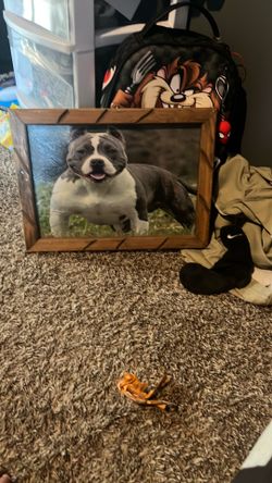 Pitbull poster