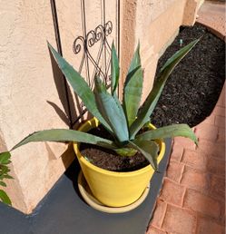 American Blue Agave 🪴 in a Yellow Clay Pot 30in tall