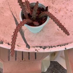 Stapelia De Flor Chiquita