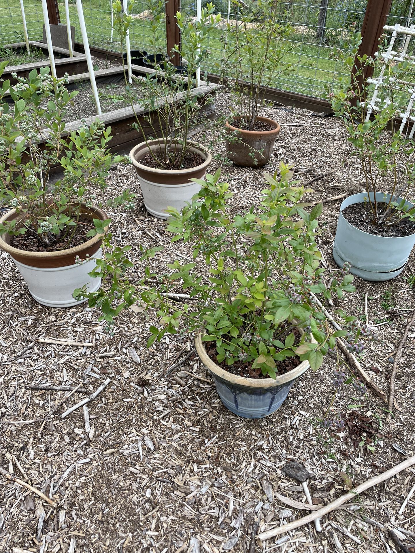 Potted Blueberry Plants 