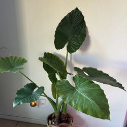 Giant Alocasia Plant 