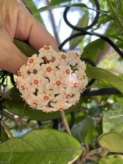Hoya Plant