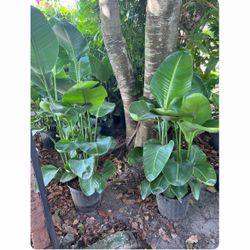 HOME PLANTS- SPECIAL PRICE BIRD OF PARADISE 3 GL