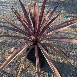 Beautiful Cordyline