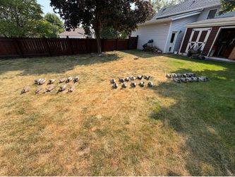 Decoy ducks for sale