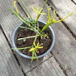 6” Fire stick Plant $3