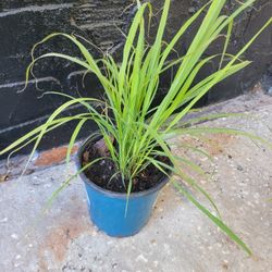 Limoncillo [ Lemon Graass