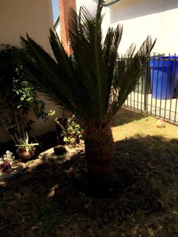 Palm