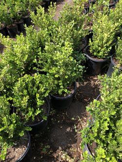 Boxwood