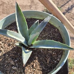 Agave  PLANT
