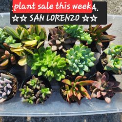 PLANT SALE THIS WEEK IN SAN LORENZO STARTING AT $4 AND UP BUDDHA TEMPLES Etc