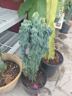 Peruvian Monstrose Cactus