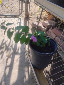 Purple crypt Myrtle