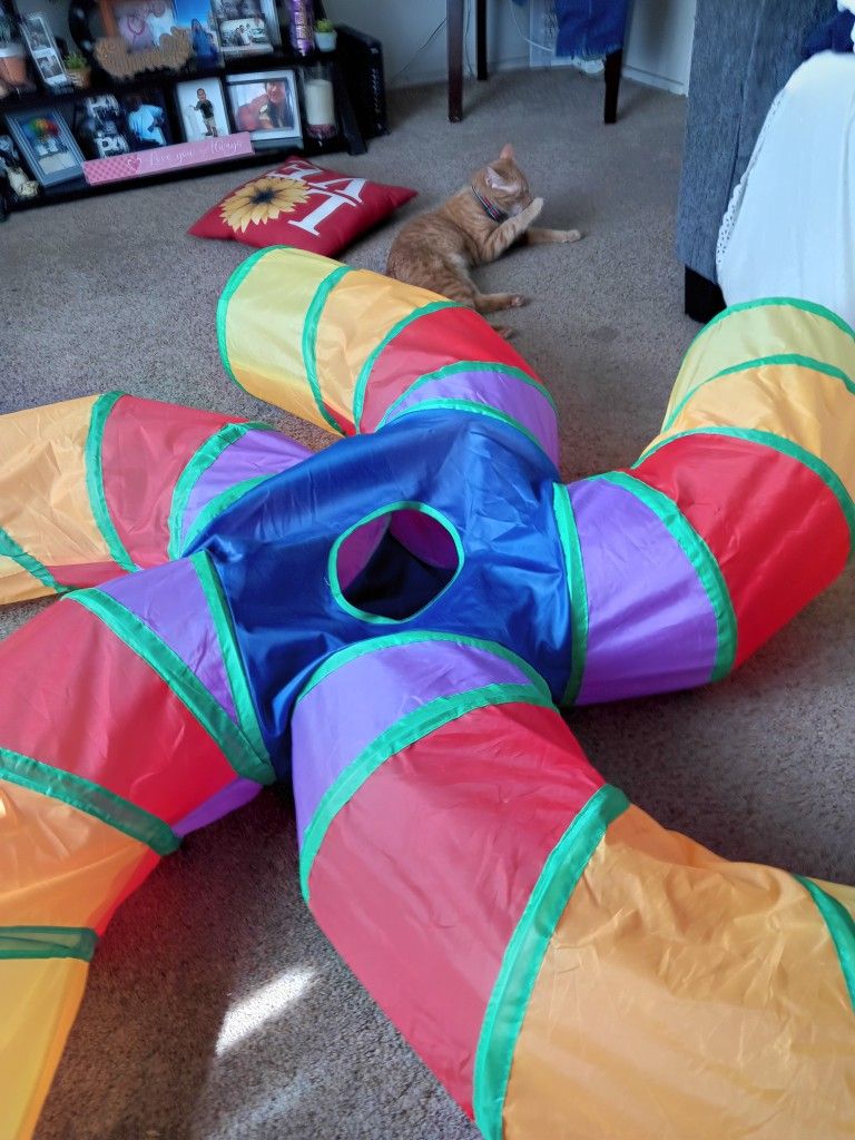 Cat Tunnel