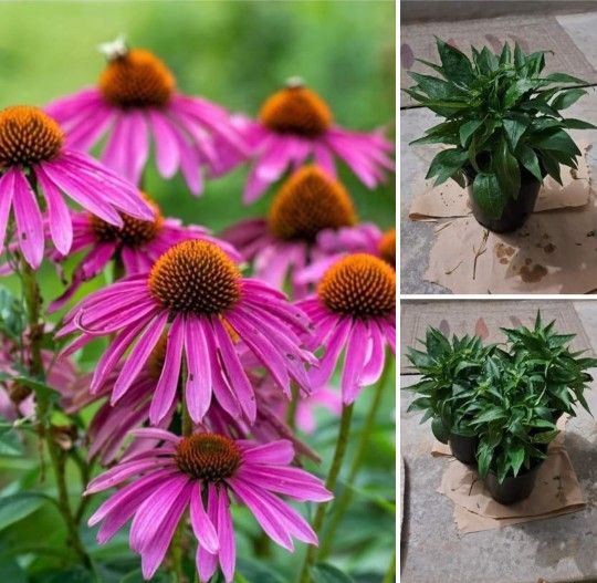 Coneflower Perennial Plants