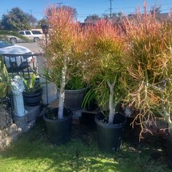 Large Fire Stick Plants 