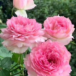Japanese Roses live plant 5 gallons Pink Doniazade