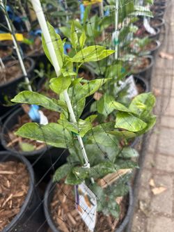 Semi Dwarf Citruses