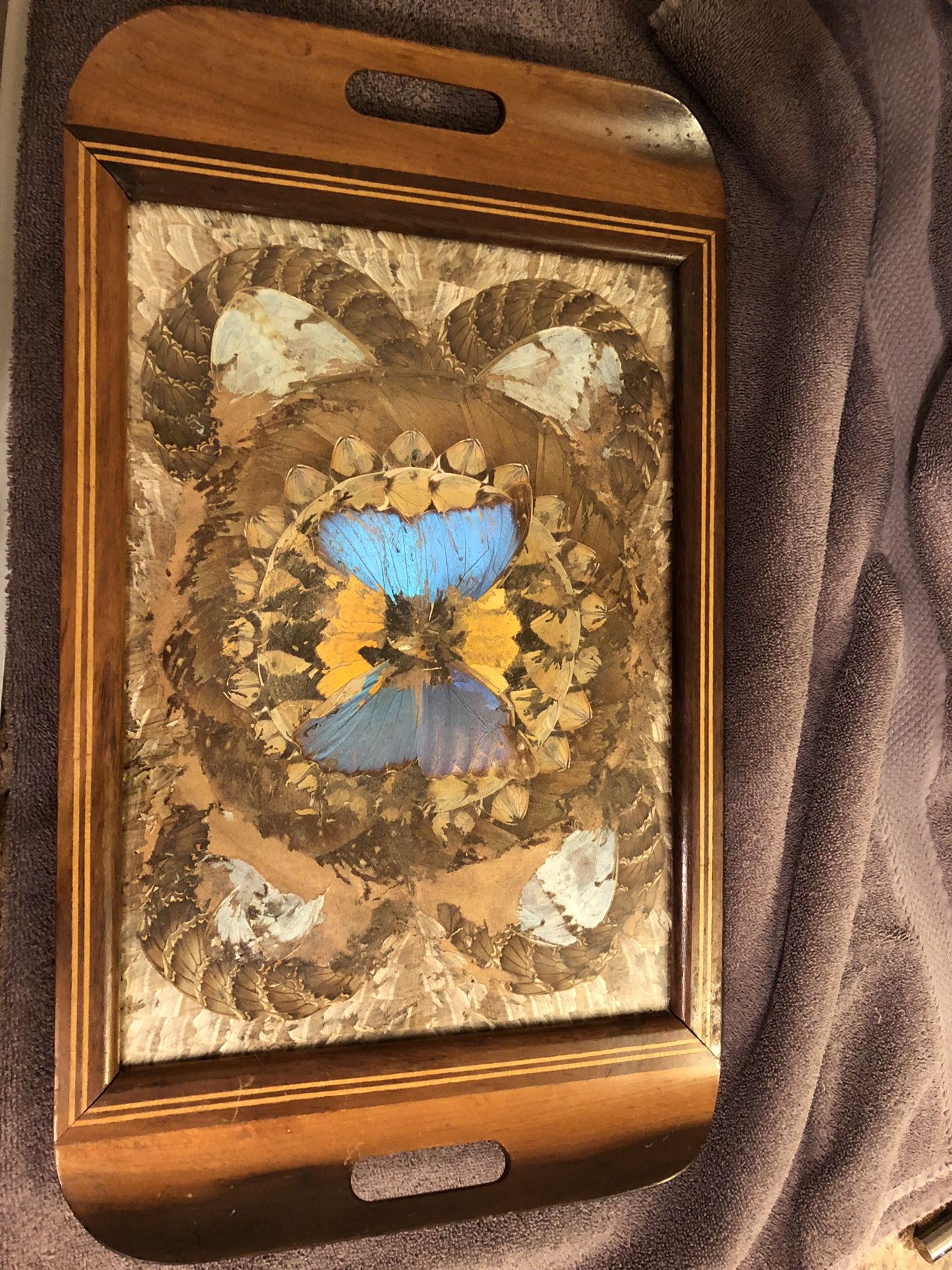 Antique butterfly and moth wings glass framed tray