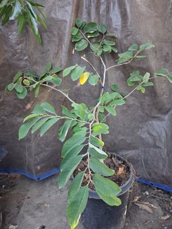 Multi Grafted Annona