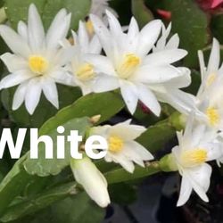 White Easter Cactus 