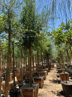Chinese elm tree , fast growing shade tree 24”box