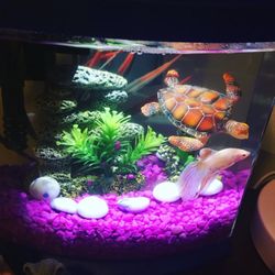 Aquarium Fish Tank + Extras 