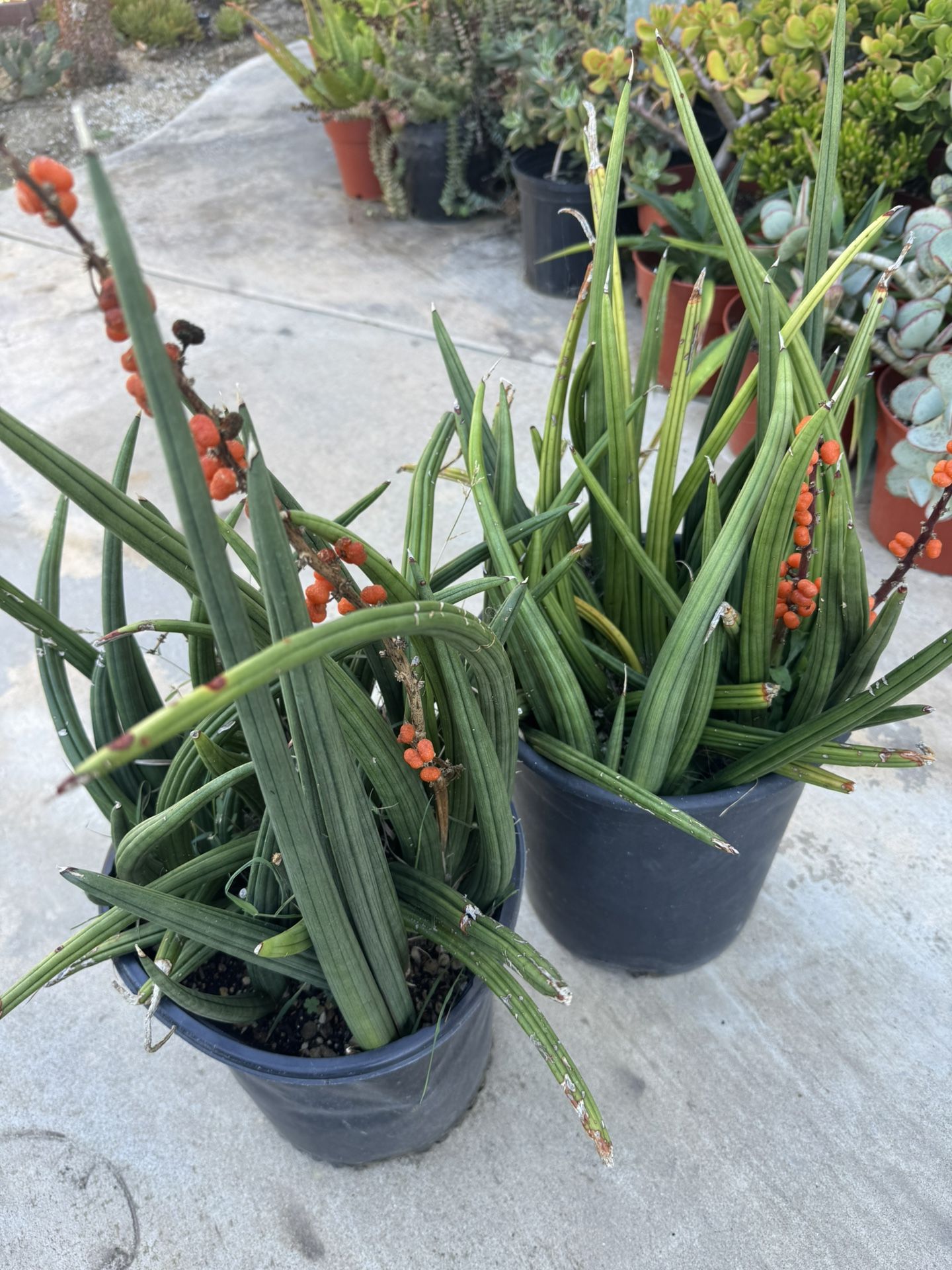 Rare Succulent Plants