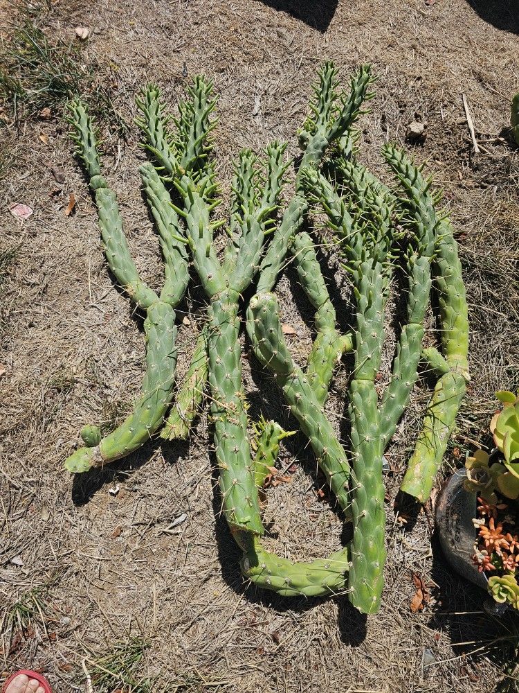 Fresh Cut Cactus $20 For All